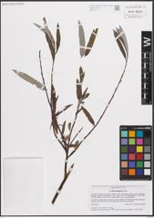 Foto von Salix eleagnos Scop.